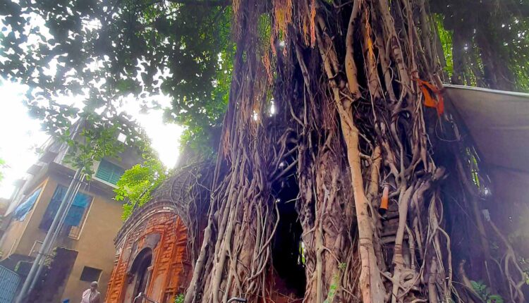 Temple engulfed by a tree (Arunava Sanyal)